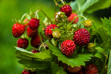 Similar image 2903916