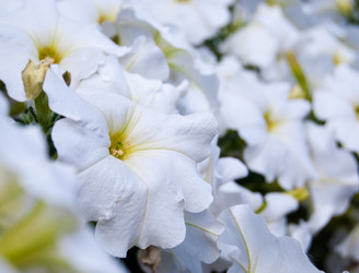 Similar image 2903962