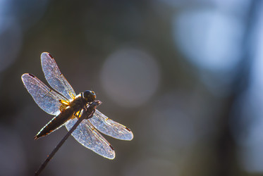 Similar image 2903972