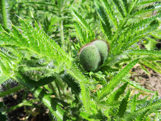 Similar image 2905396