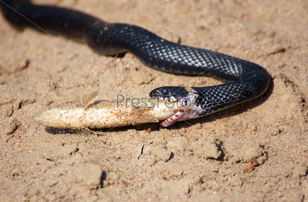 ГАДЮКА ОБЫКНОВЕННАЯ (Vipera berus) - Фауна Беларуси