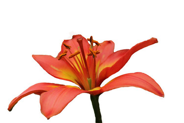 Similar image 2905736