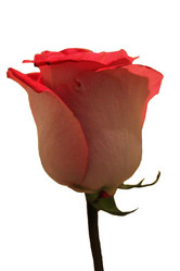 Similar image 2905746