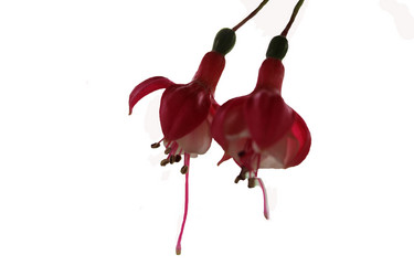 Similar image 2905754