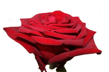 Similar image 2905830