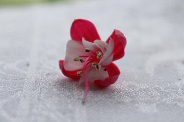 Similar image 2905834