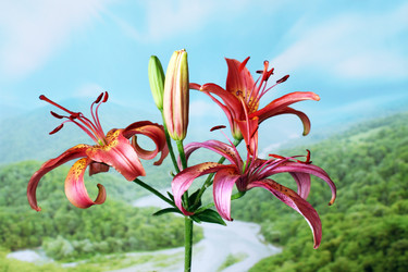 Similar image 2905991