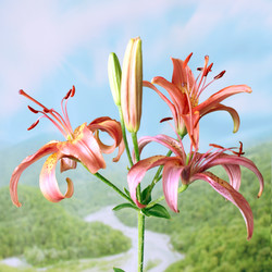 Similar image 2905998