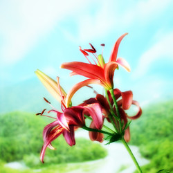 Similar image 2906007