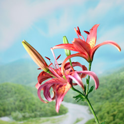 Similar image 2906008