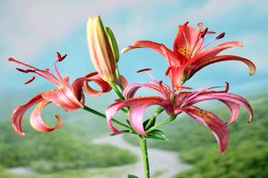 Similar image 2906009