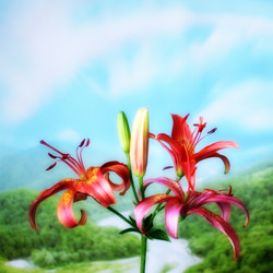 Similar image 2906018