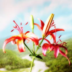 Similar image 2906027