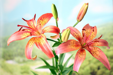 Similar image 2906050