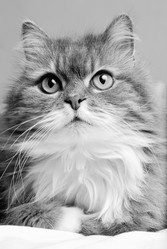 Similar image 2906345