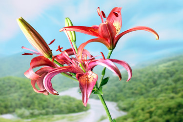 Similar image 2907259