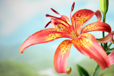 Similar image 2907278