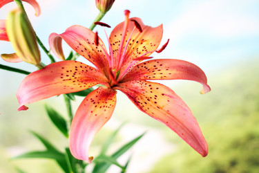 Similar image 2907279