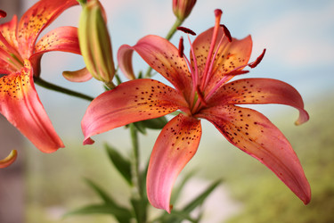 Similar image 2907283