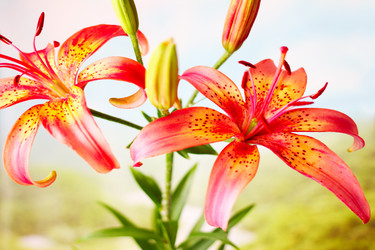 Similar image 2907284