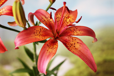 Similar image 2907287