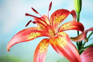 Similar image 2907291