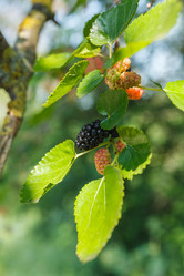 Similar image 2909073