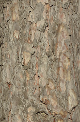 Similar image 2909308