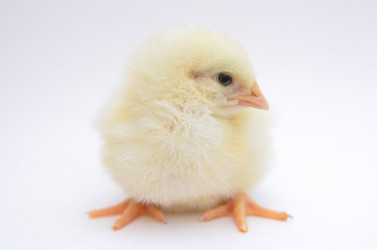 Similar image 2909329