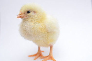 Similar image 2909330