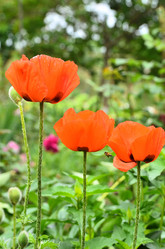 Similar image 2909343