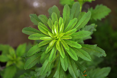 Similar image 2909475