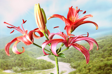 Similar image 2909586