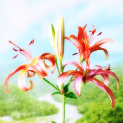 Similar image 2909588