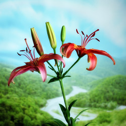 Similar image 2909590