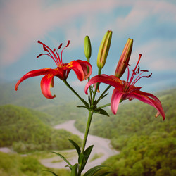 Similar image 2909591