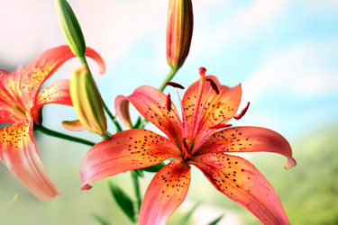 Similar image 2909608