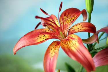 Similar image 2909609