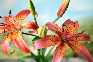 Similar image 2909610