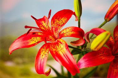 Similar image 2909611