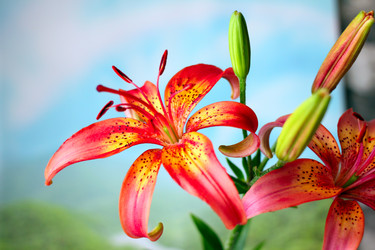 Similar image 2909612