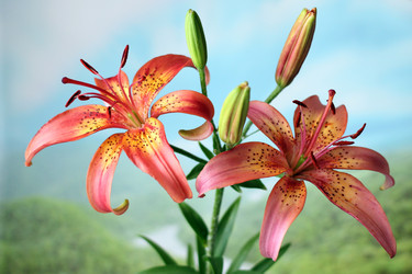 Similar image 2909614