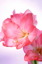 Similar image 2910403