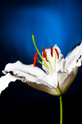 Similar image 2910404