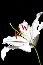 Similar image 2910405