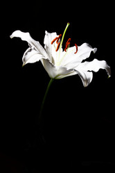 Similar image 2910408