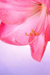 Similar image 2910410