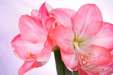 Similar image 2910411