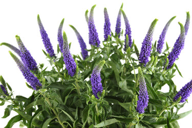 Similar image 2910501