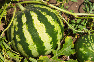 Similar image 2910629